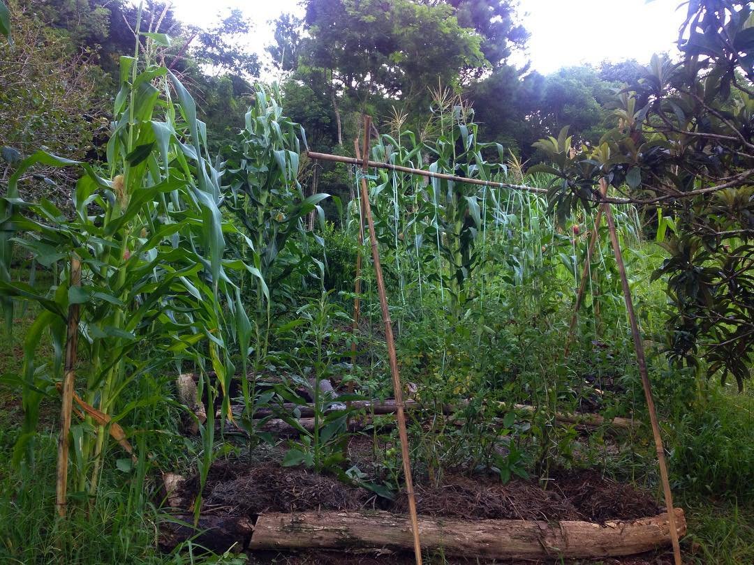 Banner Cipó Cerrado